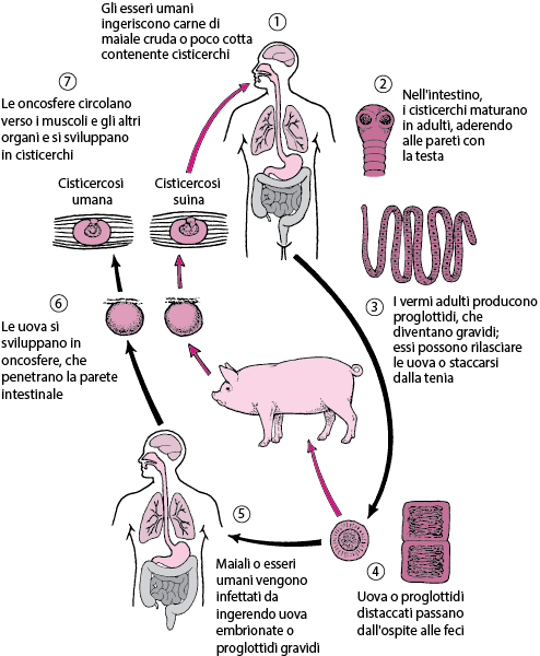 infografica ciclo vitale